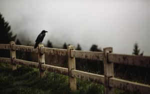 AIWW BIRD